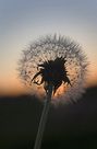 Dandelion Silhouette at Sunset FREE Stock Photo, dandelion, sunset, nature picture