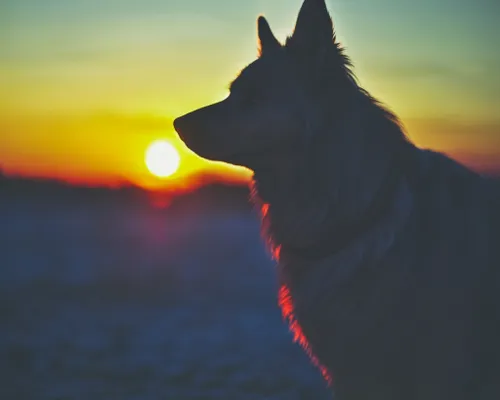 Dog Silhouette at Sunset FREE Stock Photo, dog,  sunset,  silhouette picture