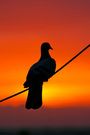 Pigeon silhouette at sunset FREE Stock Photo, sunset, pigeon, silhouette picture