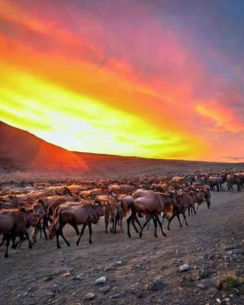 Herd at Sunset FREE Stock Photo, herd,  sunset,  wildlife picture
