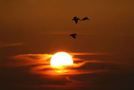 Birds flying at sunset FREE Stock Photo, sunset, birds, sky picture