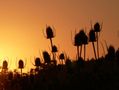 Silhouetted thistles at sunset FREE Stock Photo, thistles, sunset, orange picture